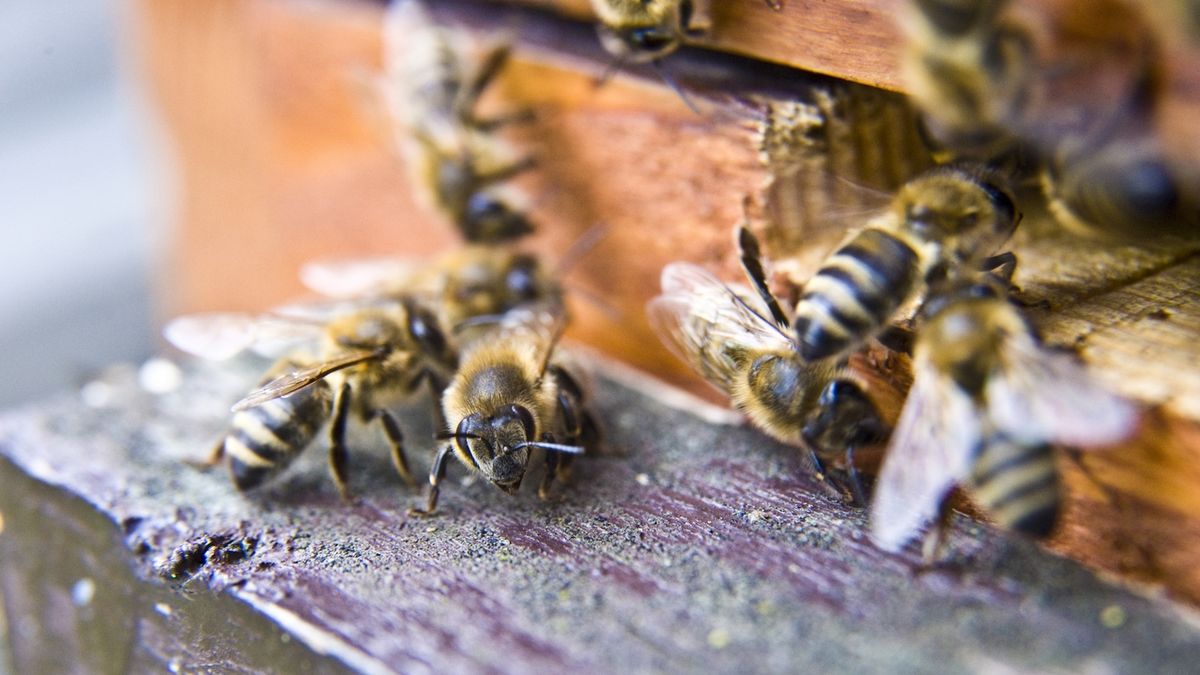 Američané schválili světově první vakcínu pro včely